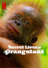 ดูหนังออนไลน์ฟรี Secret Lives of Orangutans ชีวิตลับอุรังอุตัง (2024)